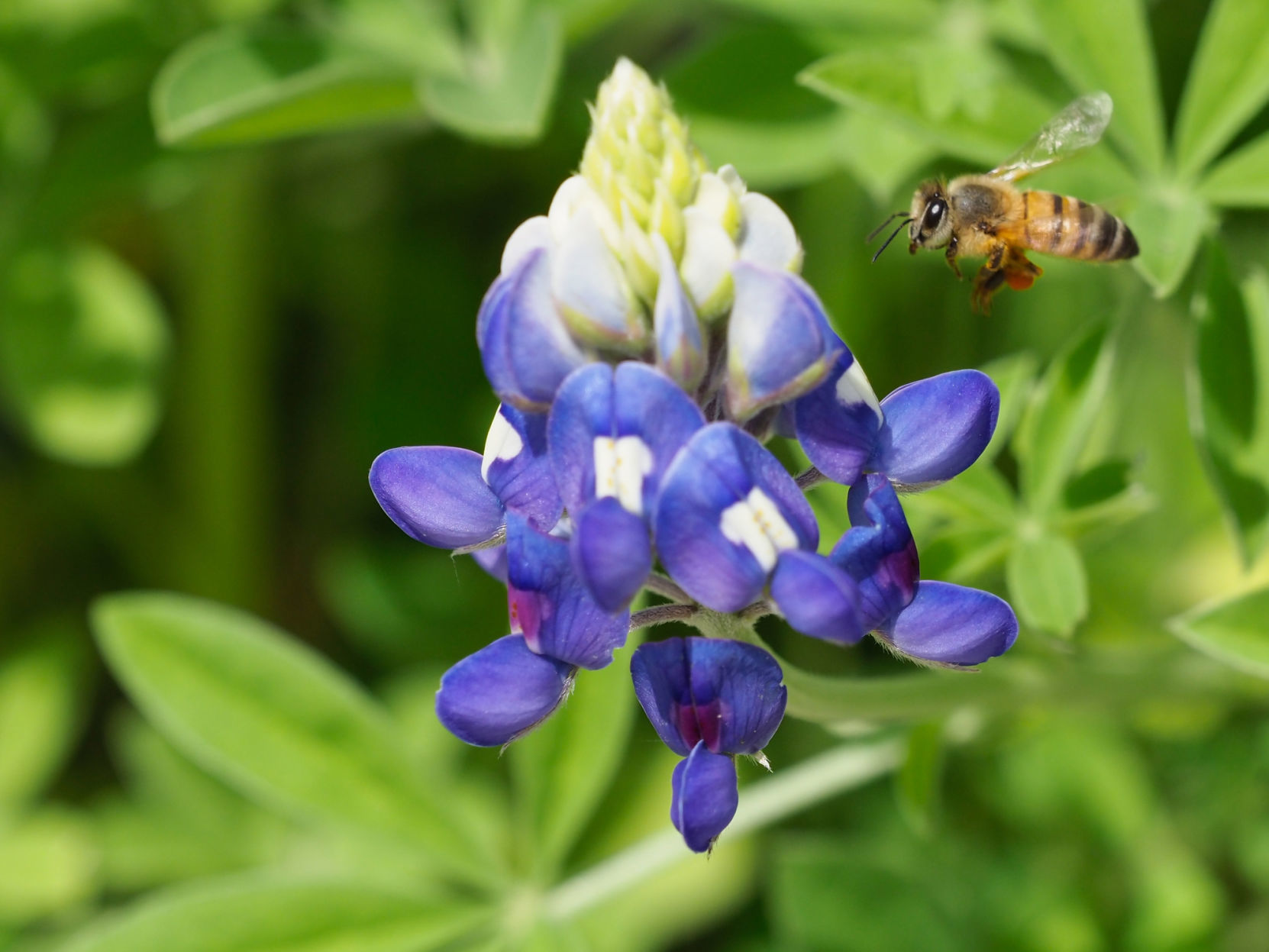 Texas spring